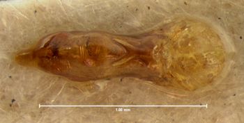 Media type: image;   Entomology 33377 Aspect: genitalia